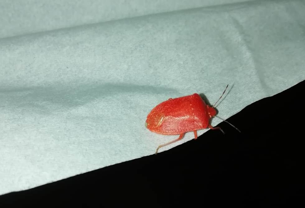 Pentatomidae: Nezara viridula f. aurantica